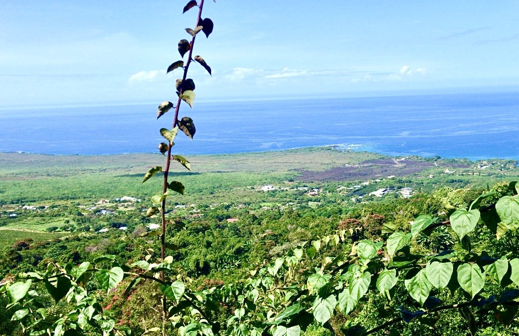 View at The Coffee Shack - The Big Island of Hawaii