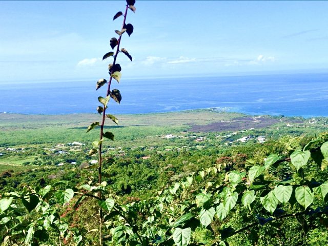 View at The Coffee Shack - The Big Island of Hawaii