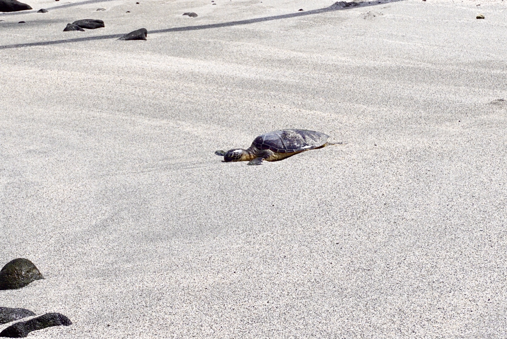 Sea turtle at Pu'uhonua O Hōnaunau National Historical Park on the Big Island of Hawaii