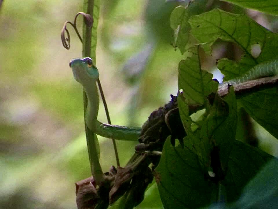 Snake in Tortuguero Costa Rica
