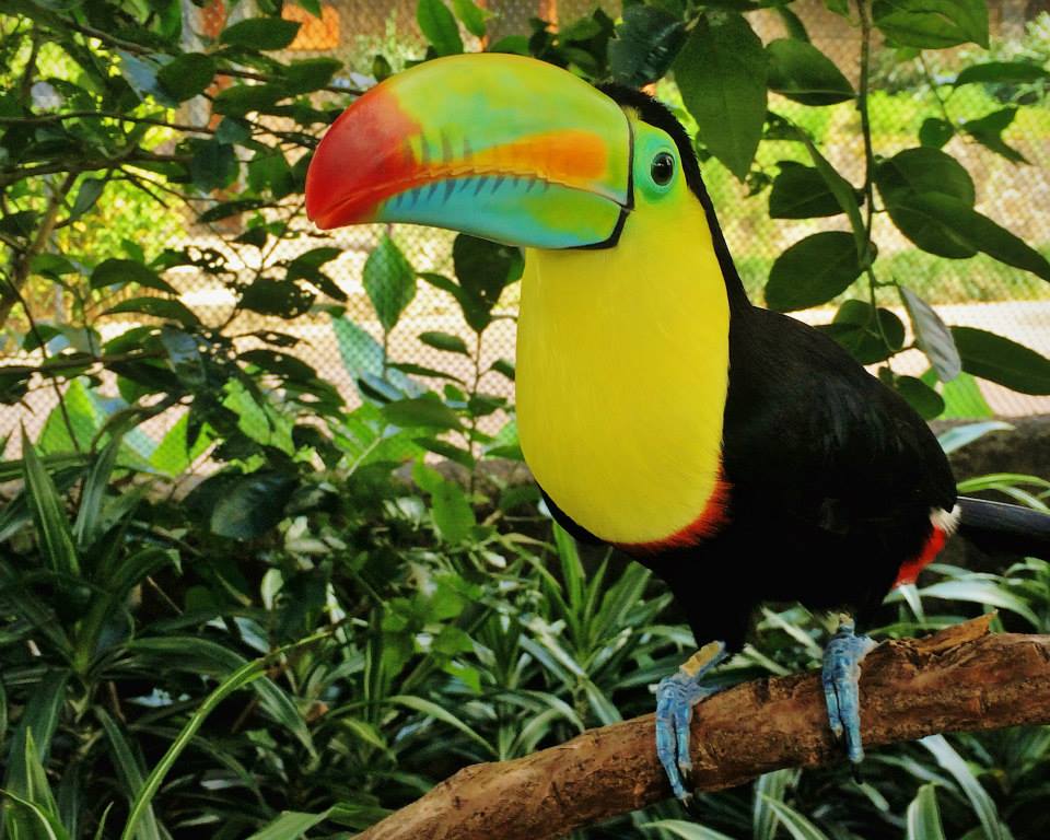 Toucan - Costa Rica