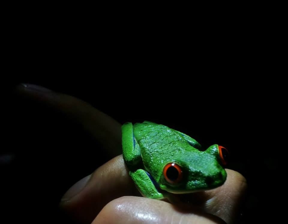 Red Eyed Leaf Tree Frog - Arenal Costa Rica