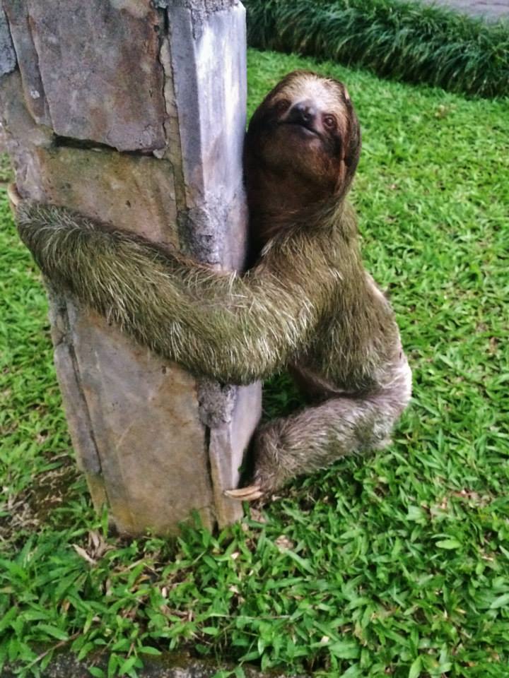 Sloth - Costa Rica