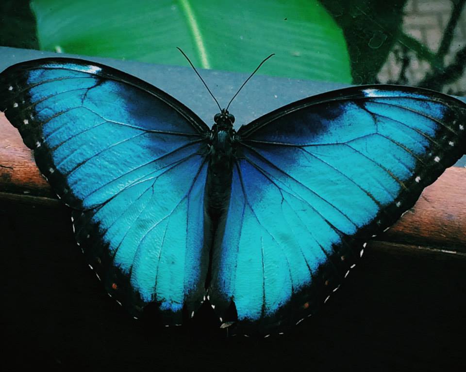 Butterfly - Arenal