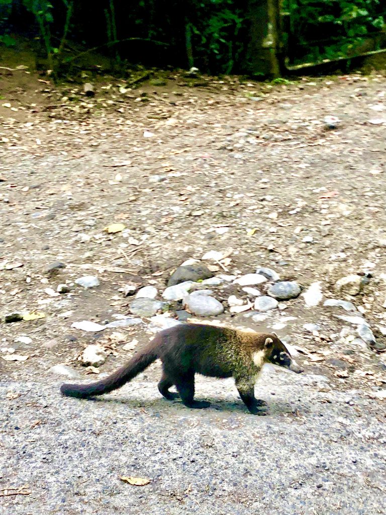 Coati Arenal Costa Rica