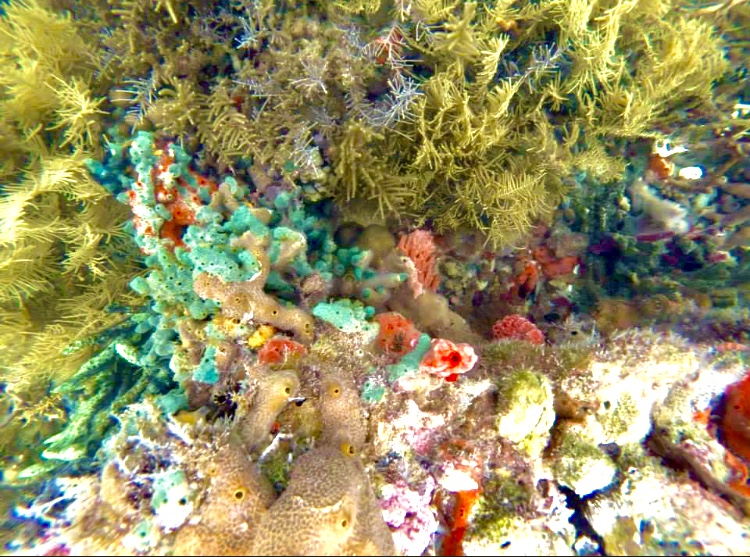 Coral - Bocas del Toro