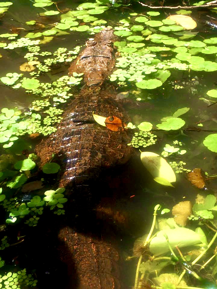 Tortuguero - Costa Rica 