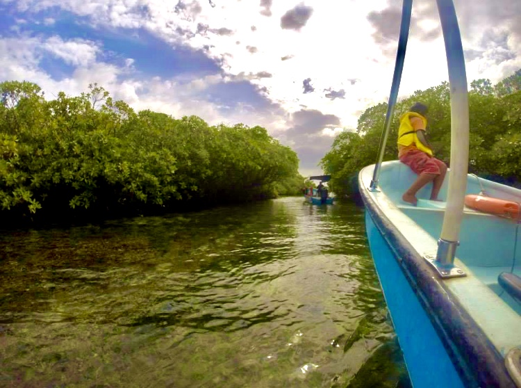 Dolphin Tour - Bocas del Toro