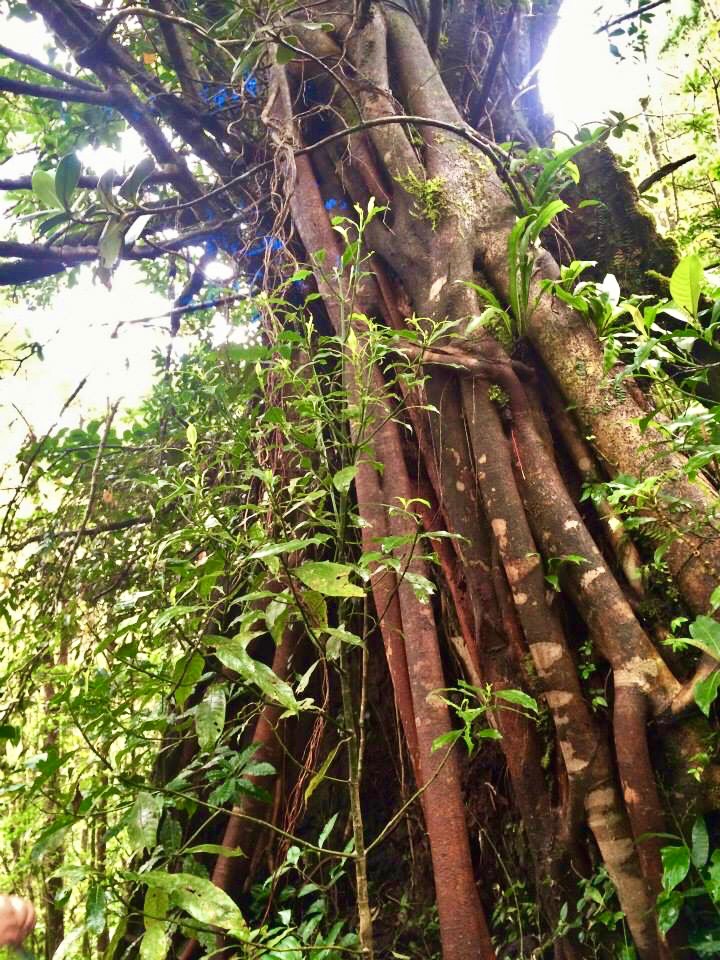 Arenal tree