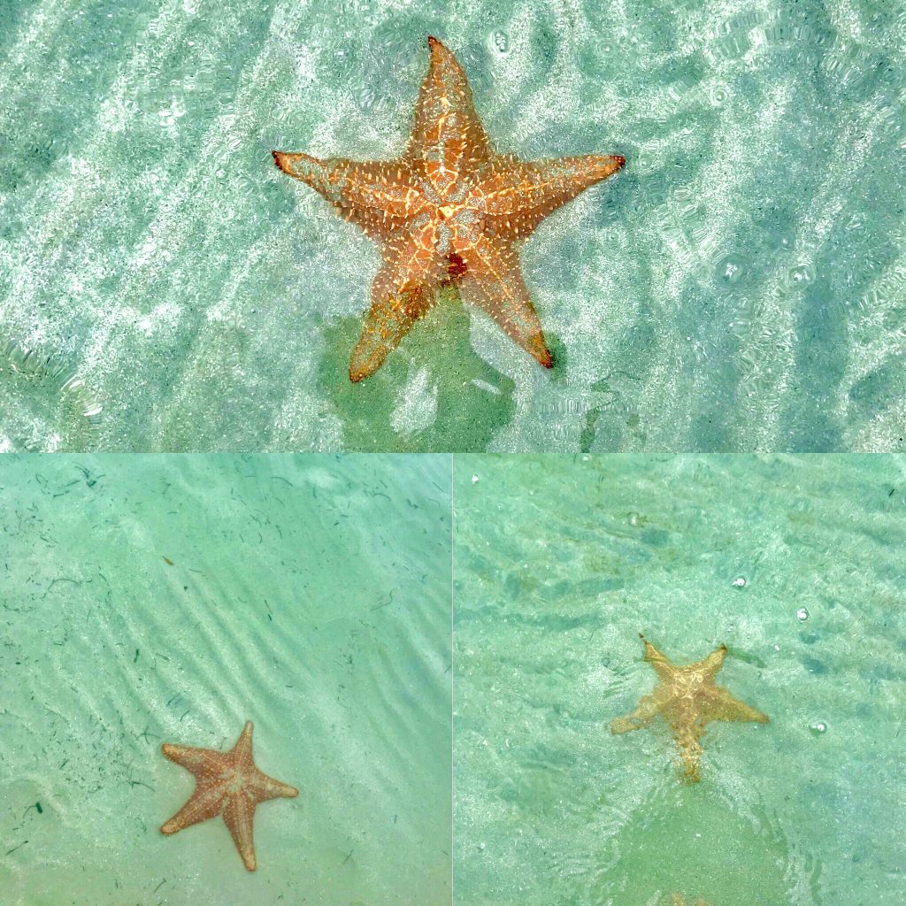 starfish beach - bocas del toro