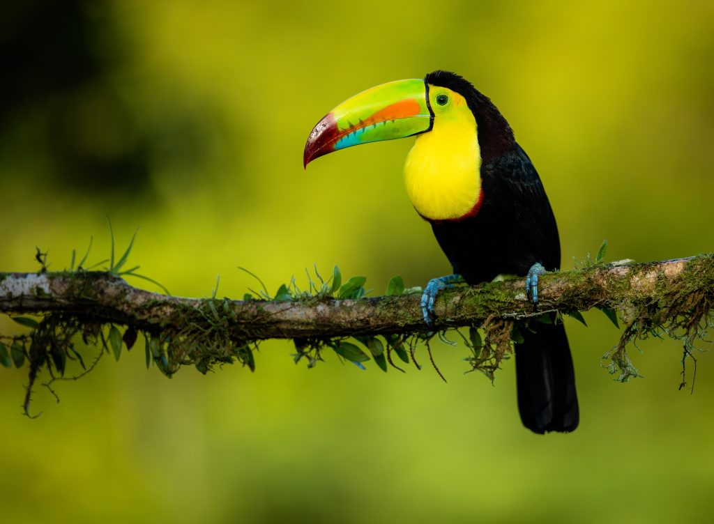 wildlife - costa rica