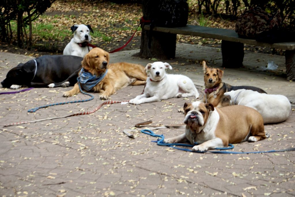 dog walkers - parque mexico