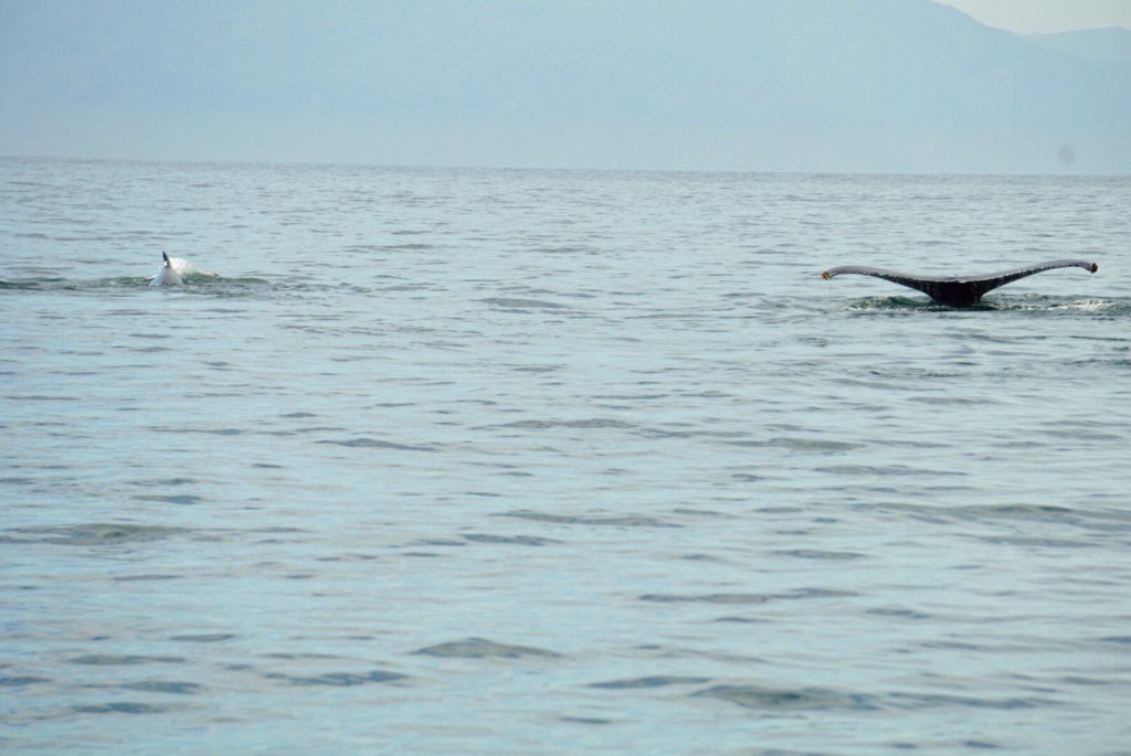 Whale Watching in Puerto Vallarta