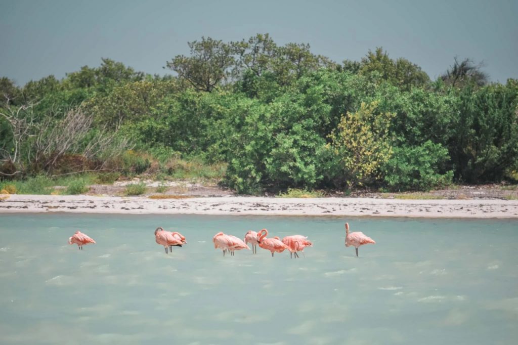 flamingos yucatan peninsula