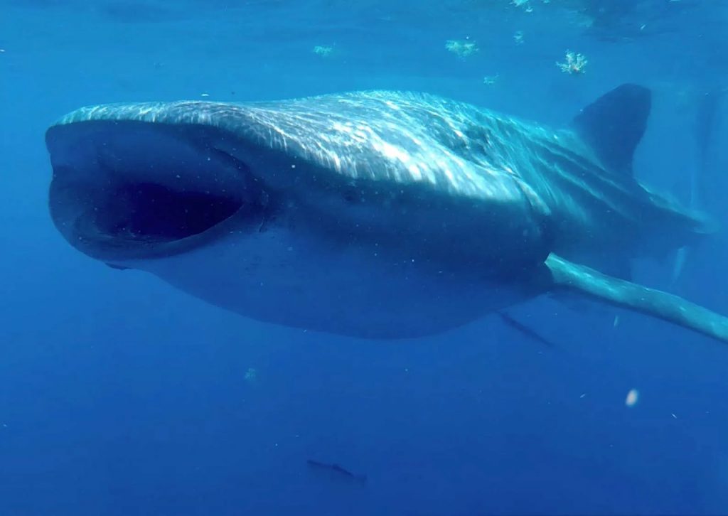 Holbox Swimming with Whale Sharks