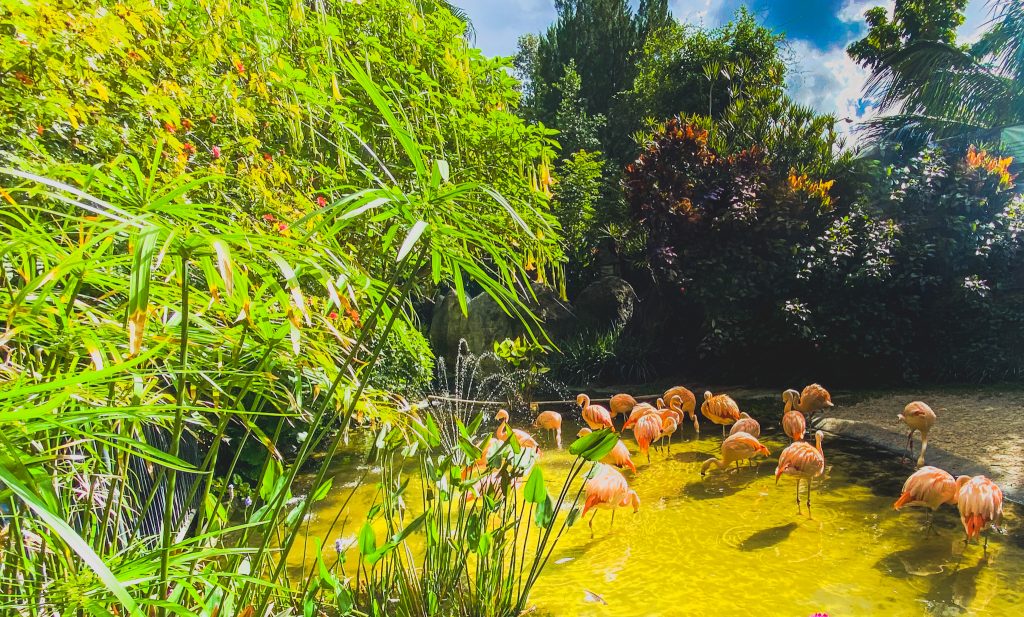 Flamingos St. Pete Florida Sunken Gardens