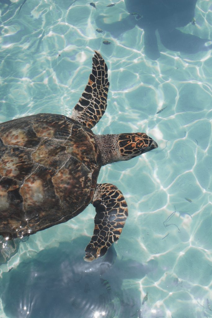 sea turtles in yucatan