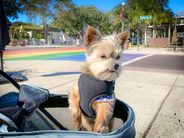 dog in stroller