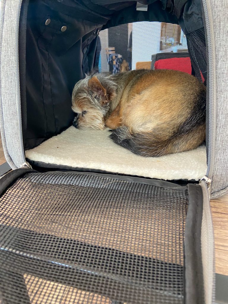 hughie sleeping in carrier