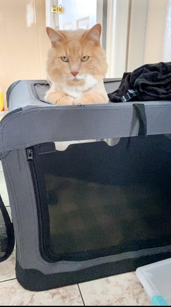 cat pet travel packing