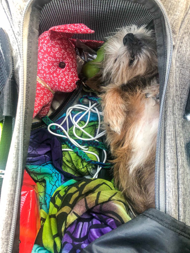 Hughie pet air travel
