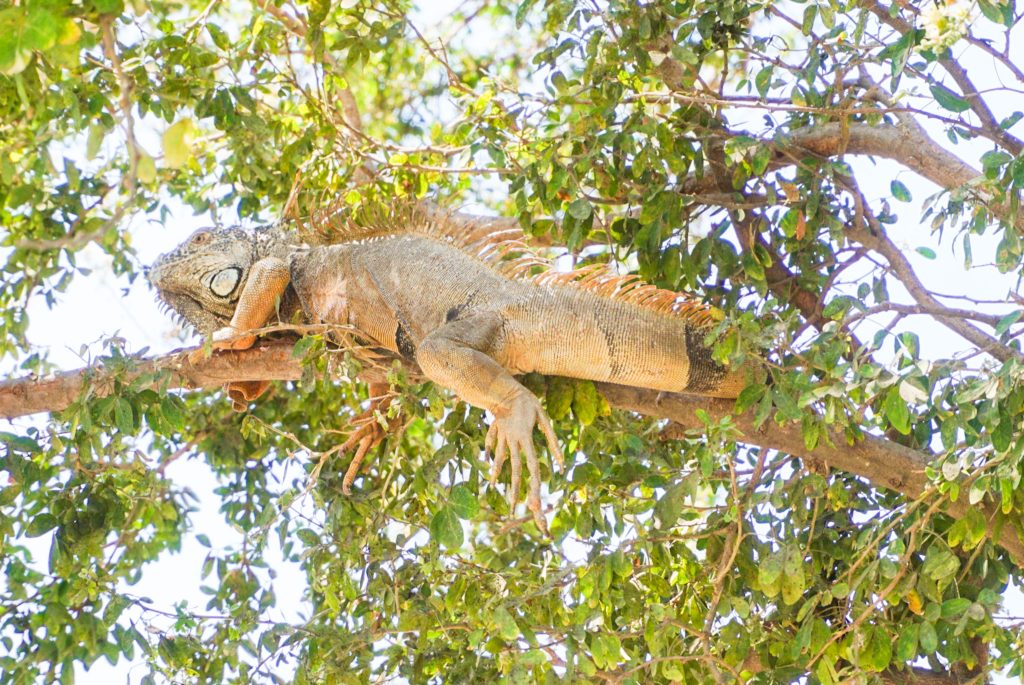 iguanas in sayulita