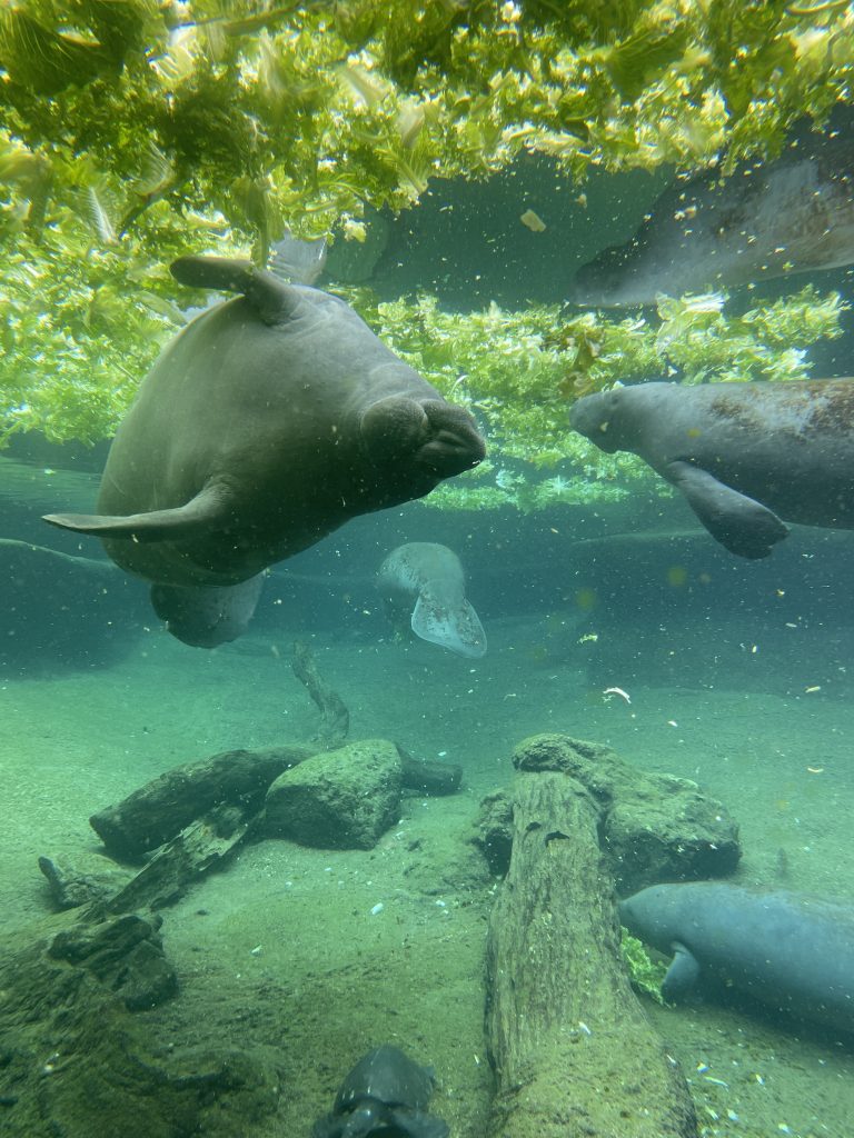 Tampa Aquarium